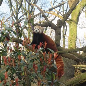 03 2024 - Red panda