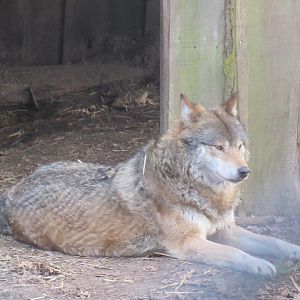 03 2024 - Gray Wolf