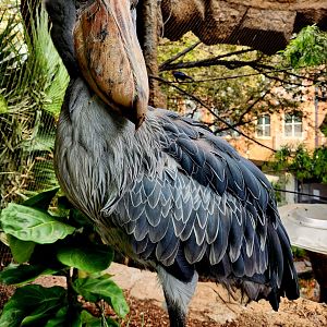Shoebill (Balaeniceps rex)