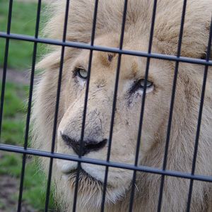 Moto- (white) African Lion- 23/2/2024