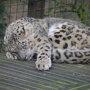 Jessie- Snow Leopard- 23/2/2024