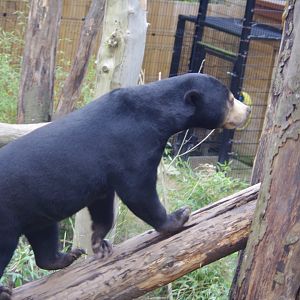 Kyra- female Sun Bear- 23/2/2024