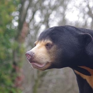 Kyra- female Sun Bear- 23/2/2024