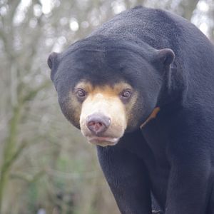 Kyra- female Sun Bear- 23/2/2024