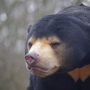 Kyra- female Sun Bear- 23/2/2024