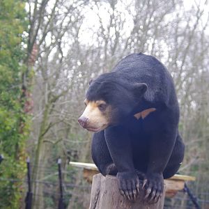 Kyra- female Sun Bear- 23/2/2024