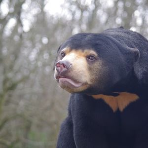 Kyra- female Sun Bear- 23/2/2024