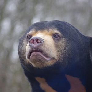 Kyra- female Sun Bear- 23/2/2024