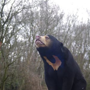Kyra- female Sun Bear- 23/2/2024