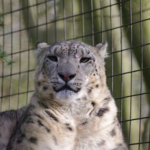 Jessie- Snow leopard- 23/2/2024