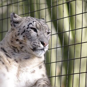 Jessie- Snow leopard- 23/2/2024