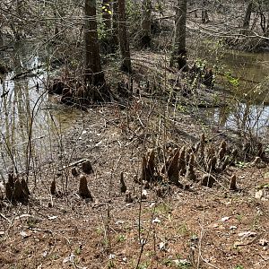 Cypress Swamp: Wild Beaver Dam