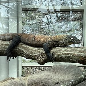 Desert: New Komodo Dragon