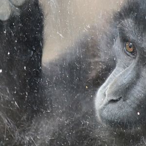Tonkean Macaque (Macaca tonkeana)