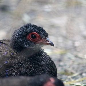 Germain's Peacock-pheasant (Polyplectron germaini)