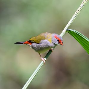 Red-browed Finch