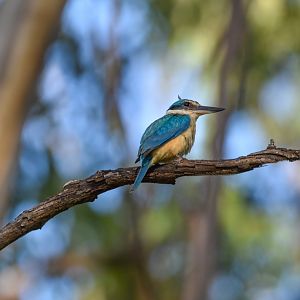 Sacred Kingfisher