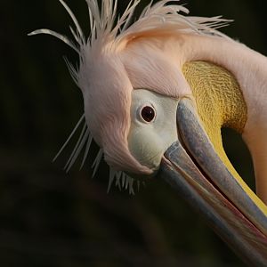 Eastern White Pelican