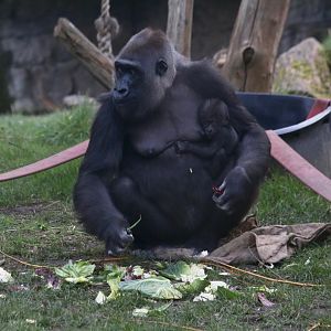 Mjukuu and Baby (8 March)