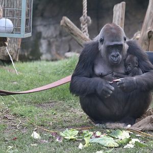 Mjukuu with her baby (Western Lowland Gorilla)