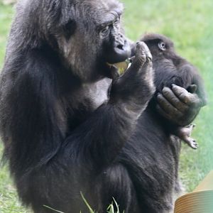 Effie & Baby Gorilla (8 March)