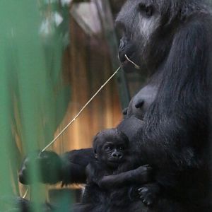 Effie and Baby (8 March)