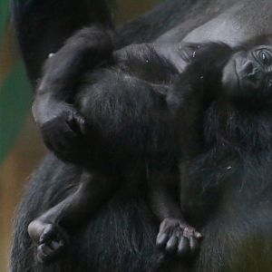 Effie's Baby (8 March)