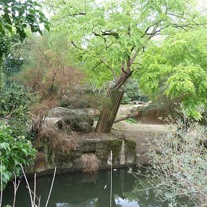 Gamgoas - Lion enclosure