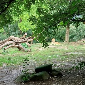 Gamgoas house - Lion enclosure