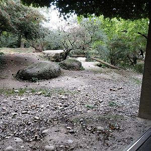 Gamgoas house - Lion enclosure