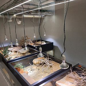 Gamgoas house - Karoo padloper breeding station