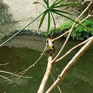 Gamgaos house - African river landscape exhibit - Cuban grassquit (Phonipara canora)