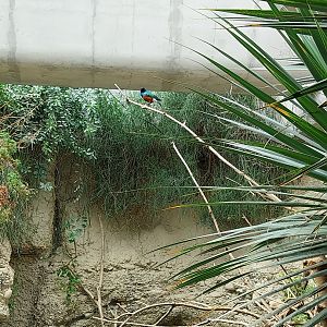 Gamgoas house - African river landscape exhibit - Superb starling (Lamprotornis superbus)