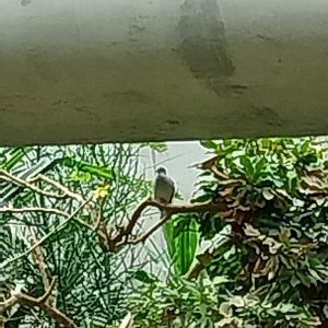 Gamgaos house - African river landscape exhibit - Cape turtle dove (Streptopelia capicola)