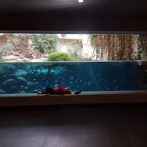 Gamgaos house - African river landscape exhibit