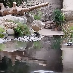 Gamgaos house - African river landscape exhibit - Nile crocodile (Crocodylus niloticus)