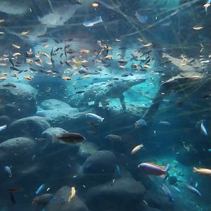 Gamgoas house  African river landscape exhibit - Nile crocodile (Crocodylus niloticus) and african ciclids
