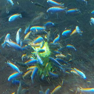 Gamgoas house - African river landscape exhibit - African ciclids