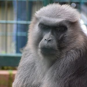 Moor macaque - Amerika-Tierpark Limbach-Oberfrohna