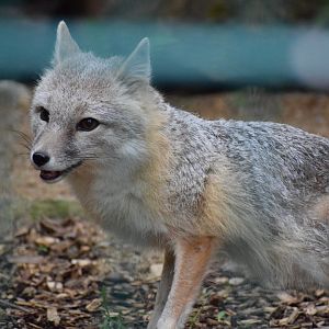 Swift fox - Amerika-Tierpark Limbach--Oberfrohna