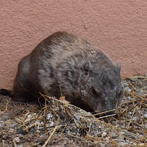 Woodchuck - Amerika-Tierpark Limbach-Oberfrohna