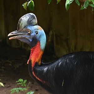 Northern Cassowary (Casuarius unappendiculatus)