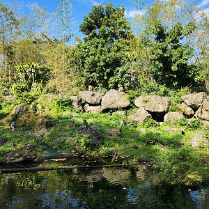 Monkey Jungle - Macaque performance pool