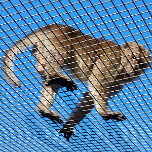 Monkey Jungle - Long-tailed Macaque