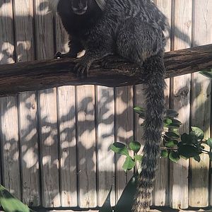 Monkey Jungle - Common Marmoset