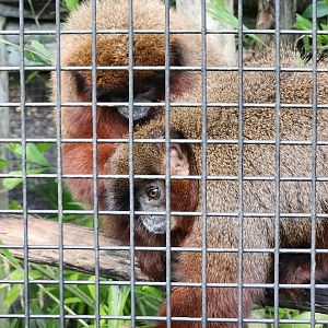 Monkey Jungle - Coppery Titi