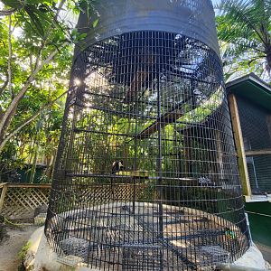 Monkey Jungle - Diana Monkey enclosure