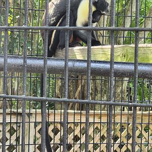 Monkey Jungle - Diana Monkey