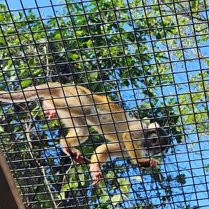 Monkey Jungle - Bolivian Squirrel Monkey