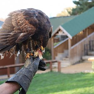 Harris Hawk [Nov 2021]